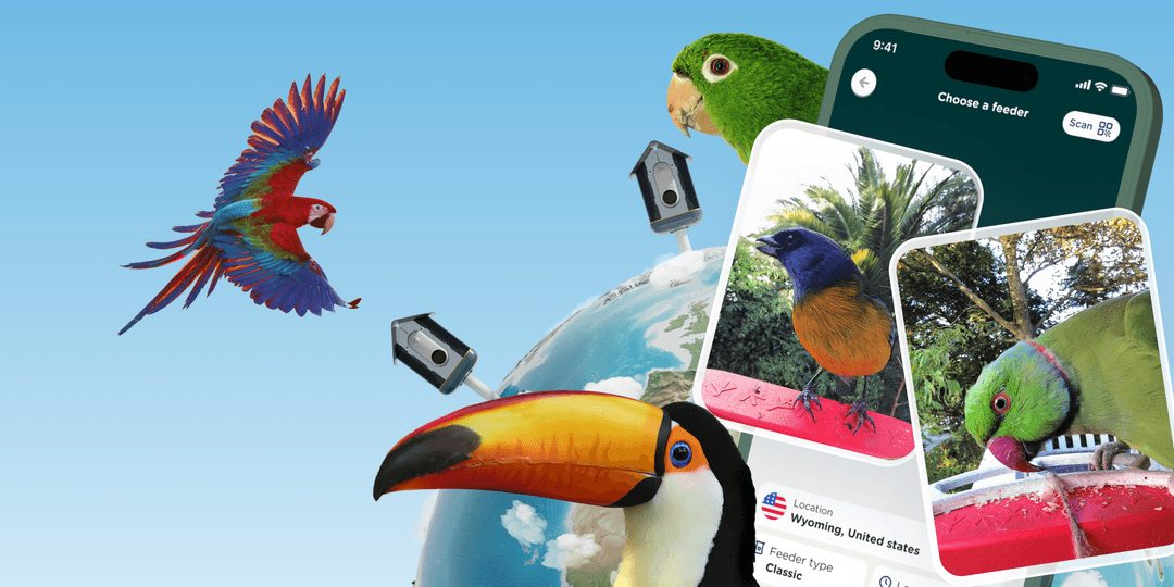 Bird Buddy launches Bird Buddy Explore, BB Pro, Perch Extender, and 3in1 Nutrition Set Bird